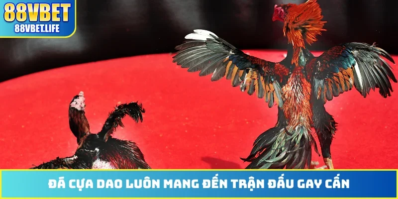 Đá cựa dao luôn mang đến trận đấu gay cấn